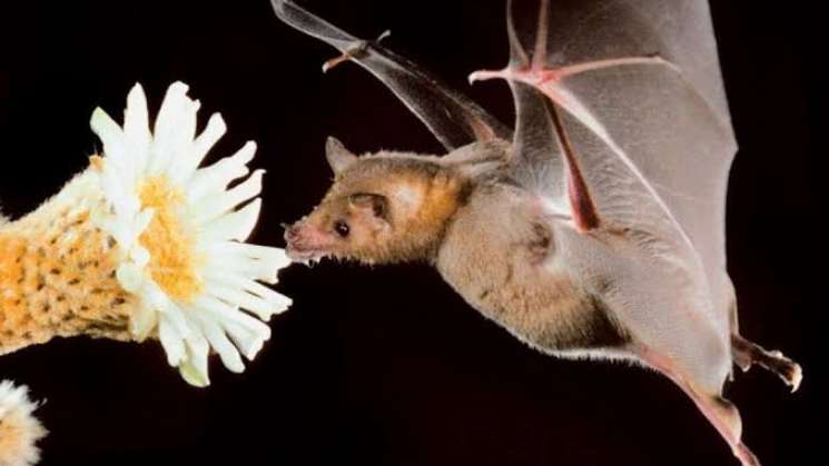 IPN investiga aportación ecológica de murciélago y el agave