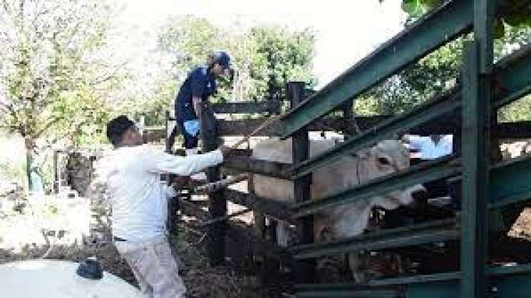 SADER capacita a más de 2 mil médicos veterinarios por  internet