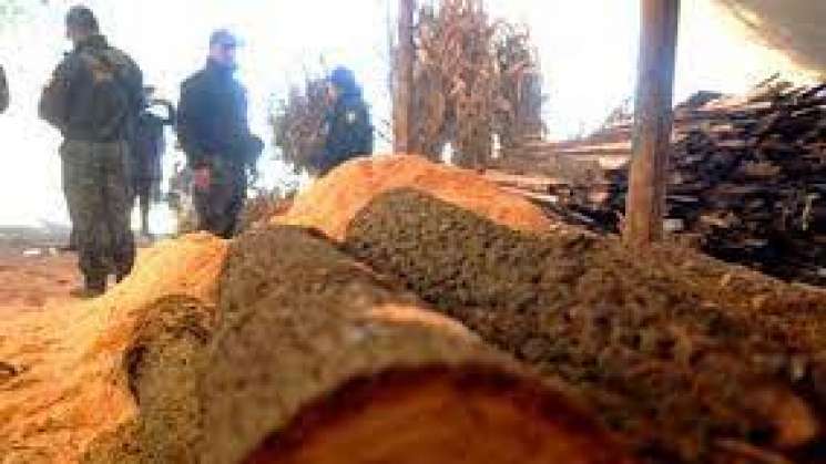 Semarnat trabaja en equipo para frenar tala ilegal en el país