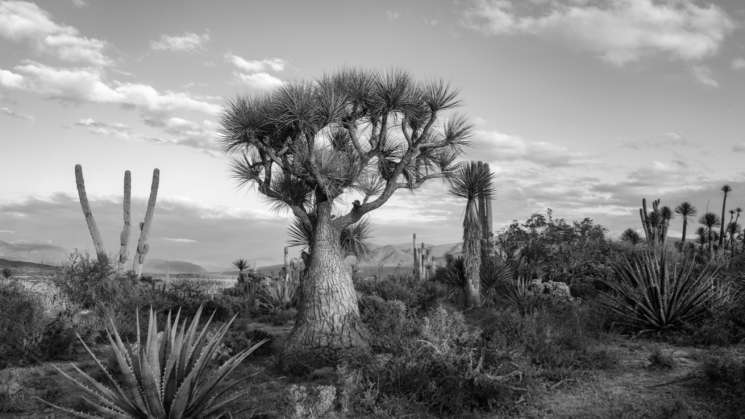 Con concurso de fotografía documentan el patrimonio natural  