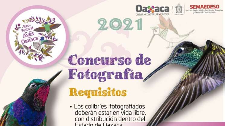 Concurso de fotografía “Colibríes, belleza iridiscente” 