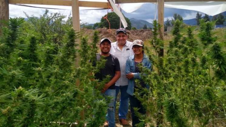 SCJN otorga amparo para explotación industrial de fibra cannábica