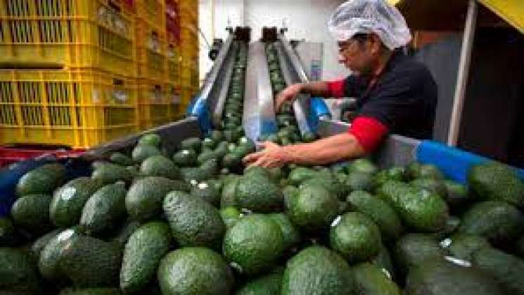 SEDER potenciará exportaciones de aguacate a EU