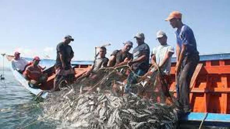 Establece Sader volúmenes de captura de sardinas en México