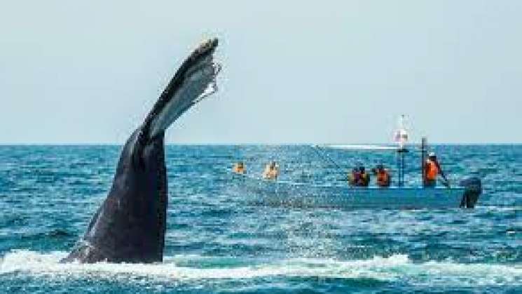  Inicia en Costas del Pacifico  avistamiento de ballenas