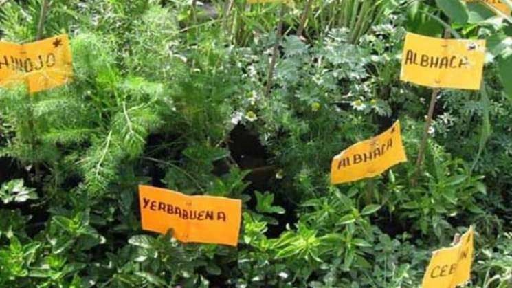 México en segundo mundial en registro de plantas medicinales