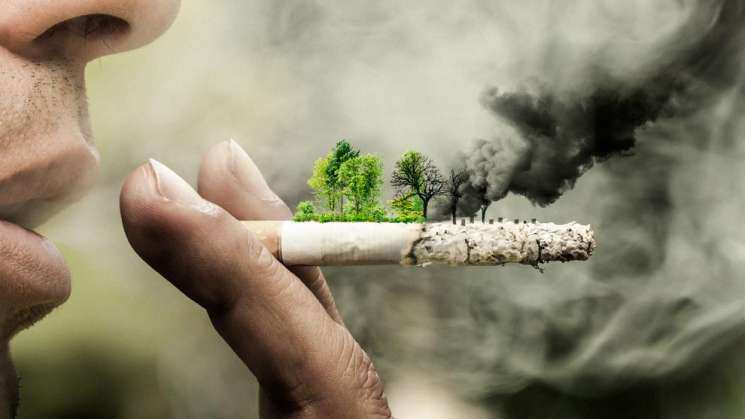 OMS alerta sobre el impacto ambiental de la industria tabacalera