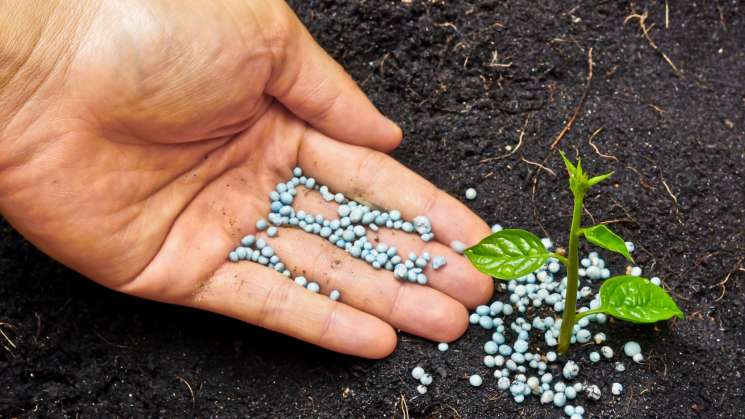 Tras llegada de fertilizantes a México disminuye precios en 30%