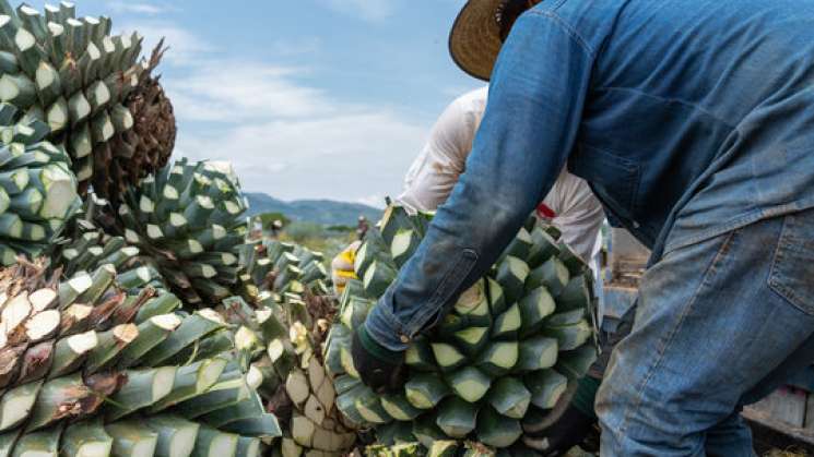 Concurso de la “Piña más pesada de agave” en la Feria del Mezcal