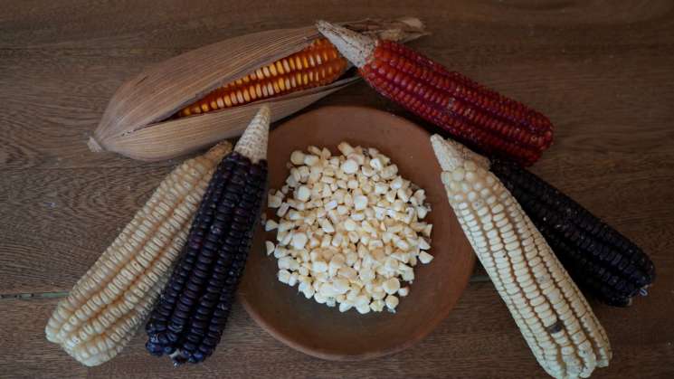 SEDER. México autosuficiente en producción de maíz para tortillas