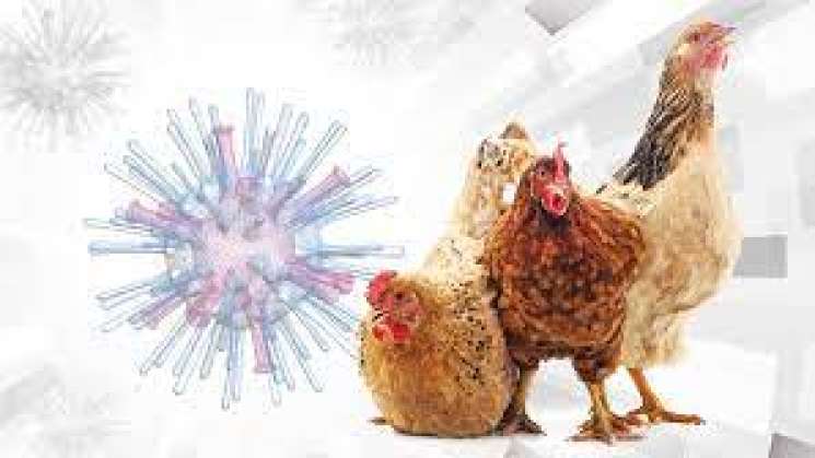 Reporta México primer caso de gripe aviar H5N1