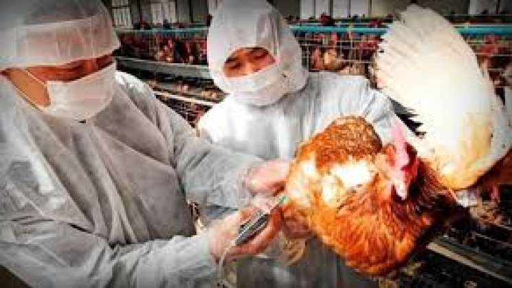 Alertan por Influenza Aviar AH5N1 en 9 estados de México