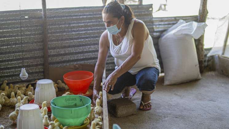 FAO activa protocolos ante brotes de influenza aviar