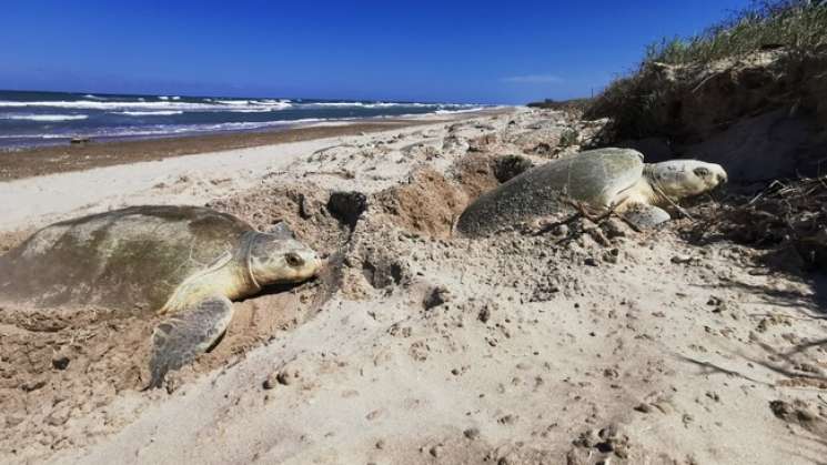 México con 17 playas de anidación de tortugas por decreto