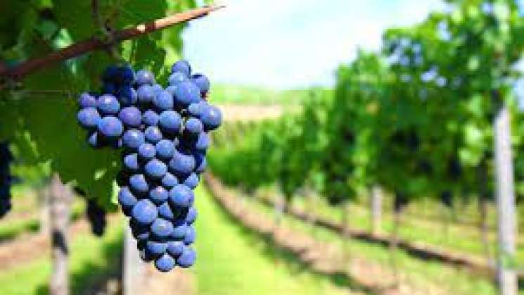Aumenta producción de uvas en México