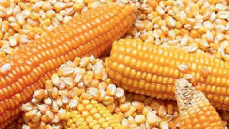 Por desfalco, suspenden apoyos a proyecto para cultivo de maíz