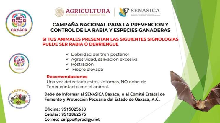 Trabaja Gobierno del Estado en acciones preventivas contra rabia