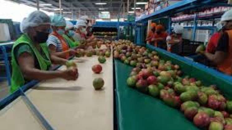 Se consolida México como quinto productor mundial de mango