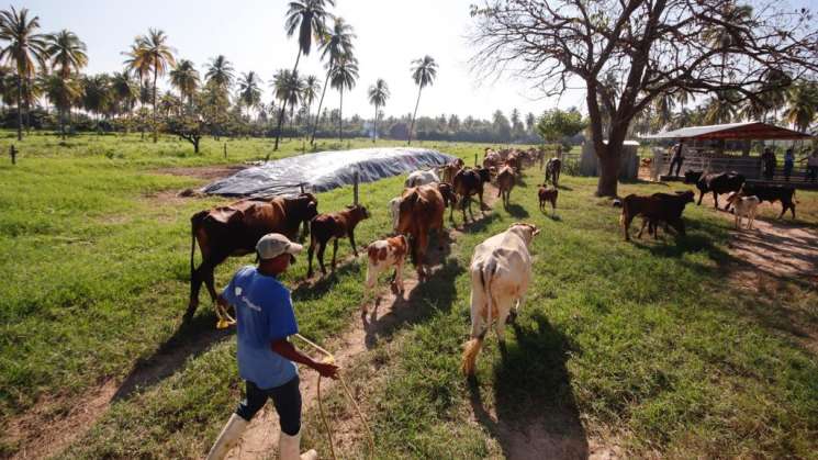 Helfer internacional apoya a organizaciones agrícolas de Oaxaca