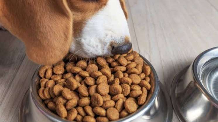 Profeco muestra las croquetas mejores y baratas