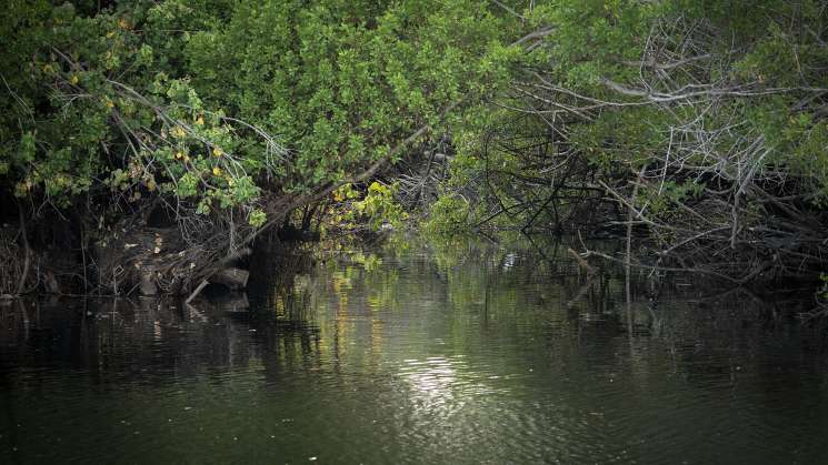 Rincones de Oaxaca, Ventanilla; La aventura en el manglar