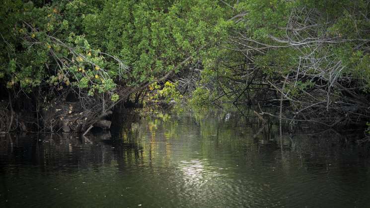 Corners of Oaxaca, Window;  The adventure in the mangrove