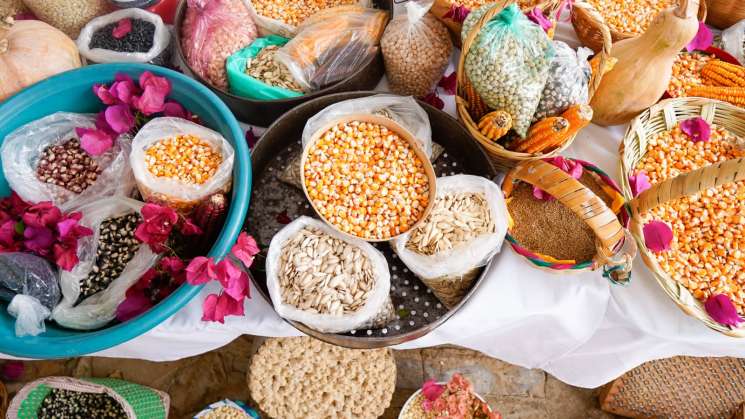 Va Gobierno de Oaxaca al rescate del campo oaxaqueño en 2024    