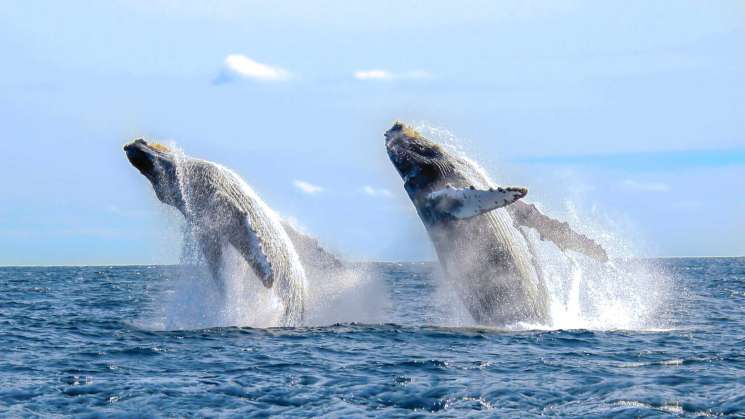 Arranca temporada de avistamiento de ballenas en costas 