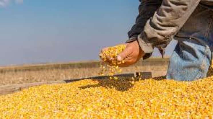 Registra México nuevo récord en importaciones de maíz en 2023