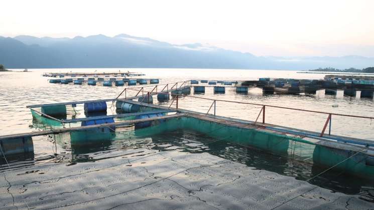 Revierte Sefader insuficiencia alimentaria con producción de pez