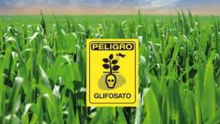 SCJN rechaza amparar a Bayer-Monsanto para importando glifosato 