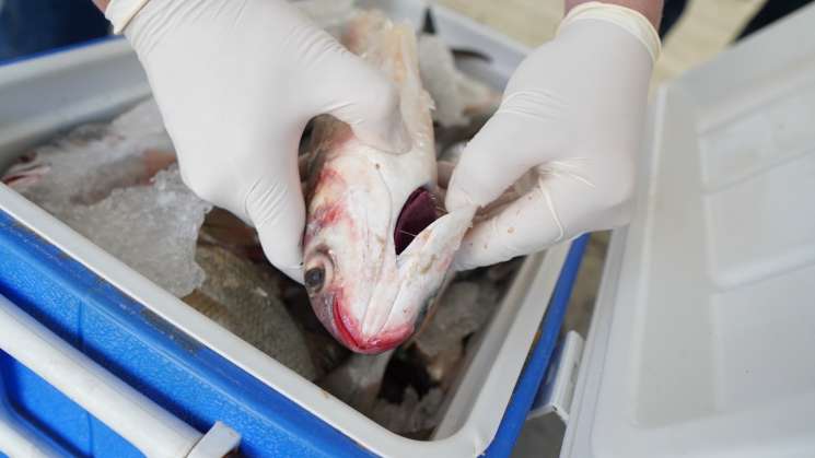      Estrecha vigilancia en Operativo Cuaresma Limpia 2024: SSO  