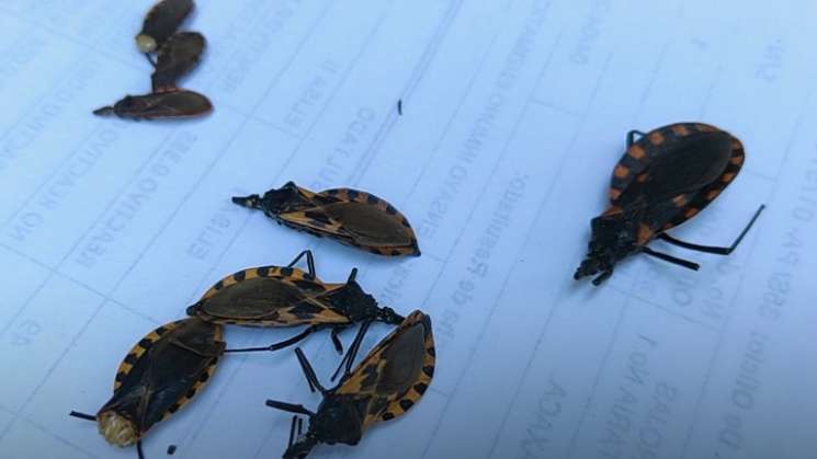 Limpieza de hogares esencial para evitar enfermedad del Chagas