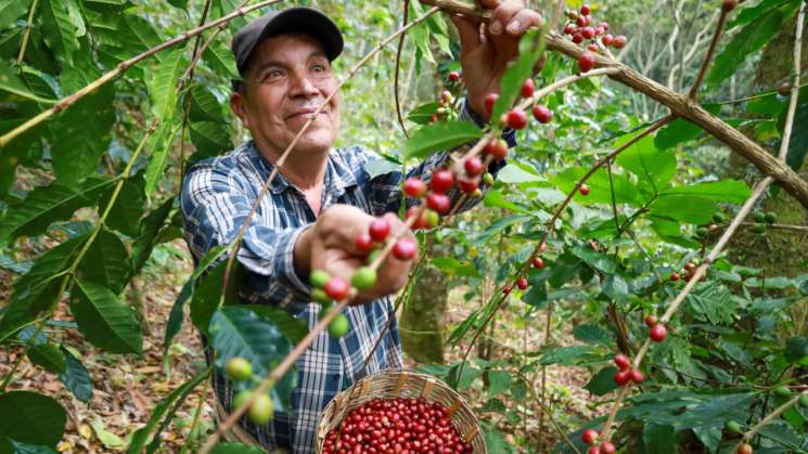 Proyección internacional para  cafetaler@s de Oaxaca  