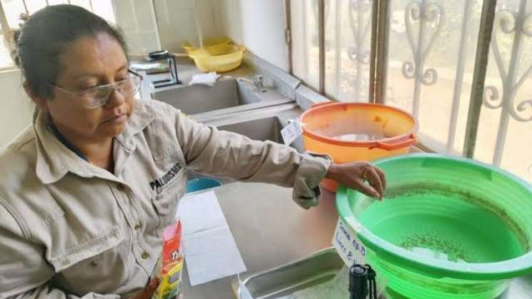 Sigue Tuxtepec con vigilancia entomológica contra dengue 