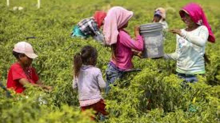 Ocupa Oaxaca cuarto lugar en explotación infantil 