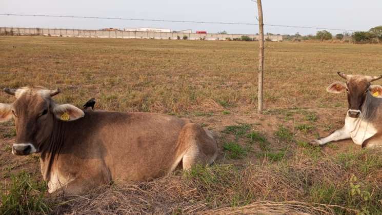 Productores alertan aumento de robo de ganado en Costa de Oaxaca