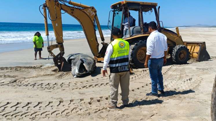 Atiende Protección Civil varamiento de ballena en playa de Oaxaca