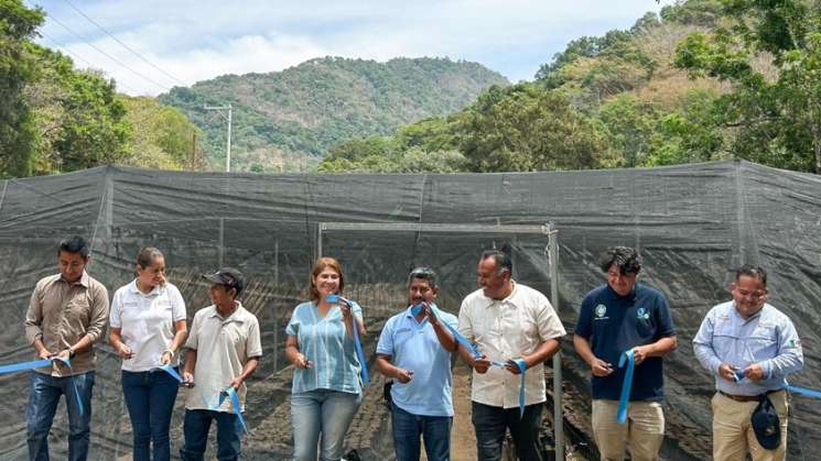 Inaugura Coesfo dos viveros de café en San Gabriel Mixtepec  