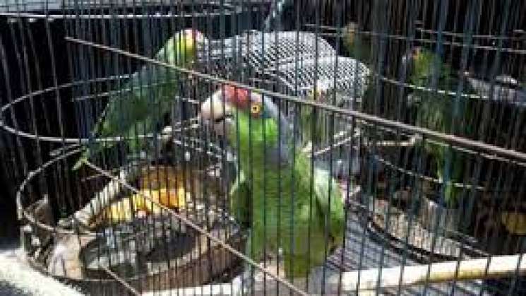 PROFEPA: loros y pericos en domicilios serán delito federal