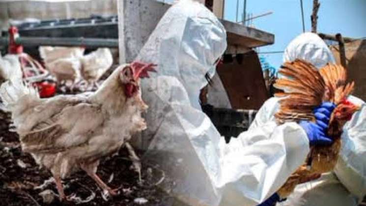 SSA detecta primer caso humano en México de influenza aviar 