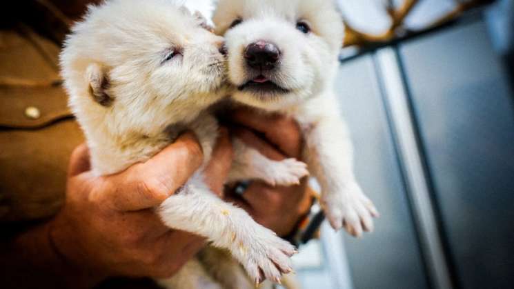 En EU,nacen primeros lobos de especie extinta hace 10.000 años