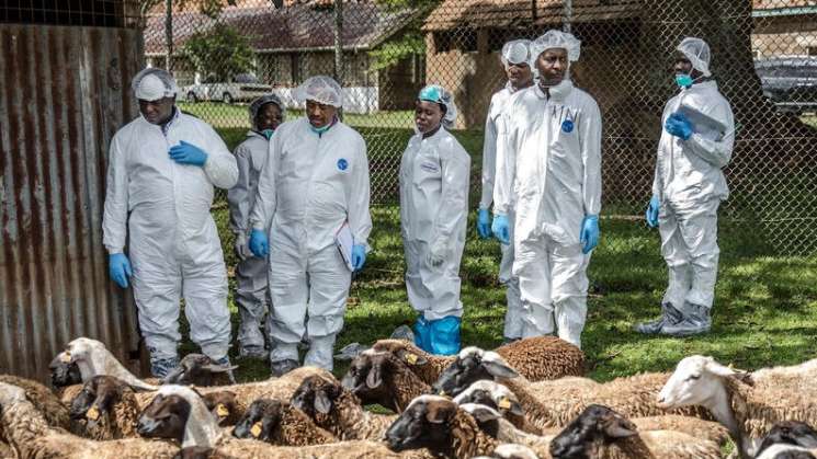 Reducir  uso de antibióticos mejora productividad de ganado: FAO