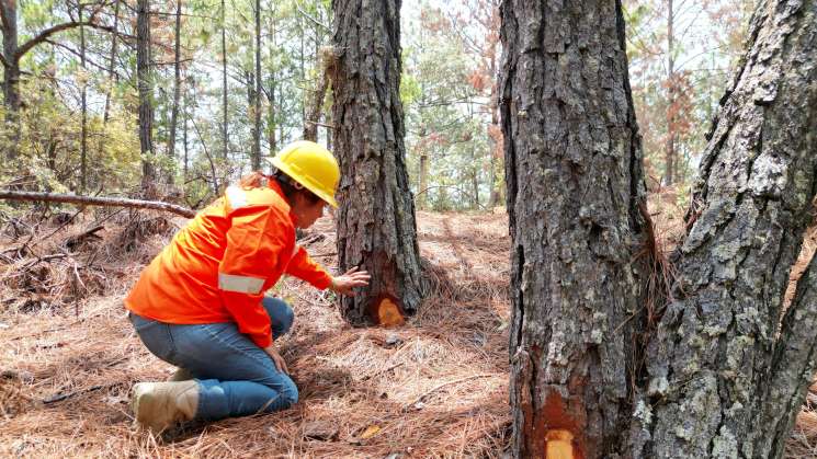 Refuerza Coesfo saneamiento forestal en Valles Centrales 