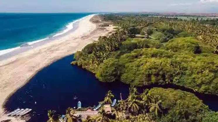 En Tonameca, intentan destruir manglar para complejo turístico