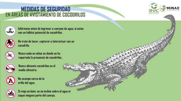 Exhorta PC a tomar precauciones ante avistamientos de cocodrilos