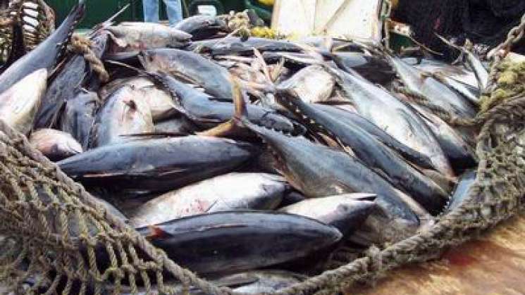 Aún mexicano,fuente de nutrición,empleos y desarrollo sostenible 