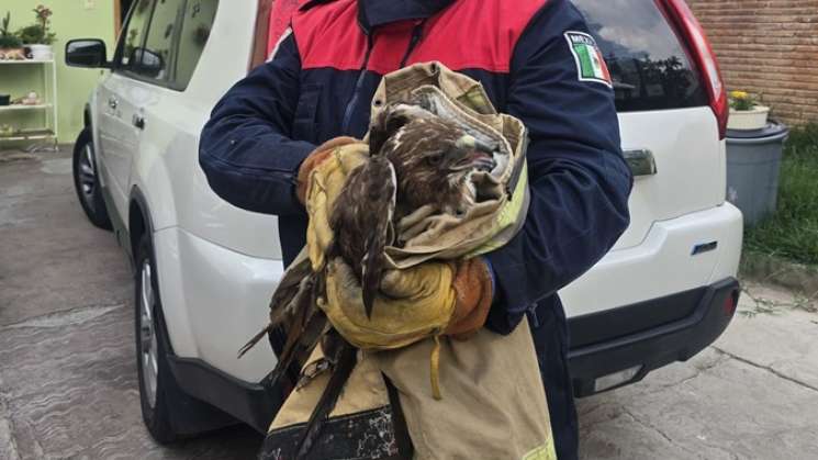 Asegura HCBO águila en domicilio de Oaxaca de Juárez     