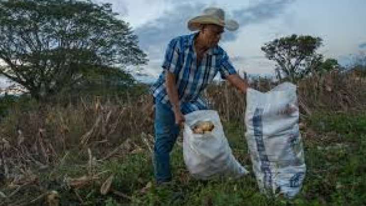 SEDER entrega fertilizantes a 200 mil campesinos de Oaxaca 