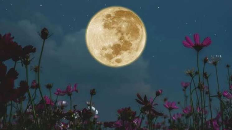 Anuncian luna de flores durante el mes de mayo 